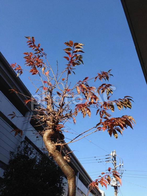 桜の木 自然,植物,草木の写真素材