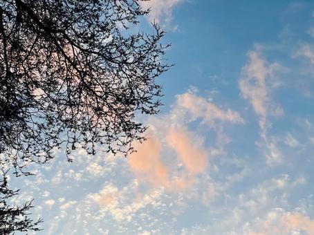 冬空に伸びる枝と柔らかな雲 空,夕焼け,雲の写真素材