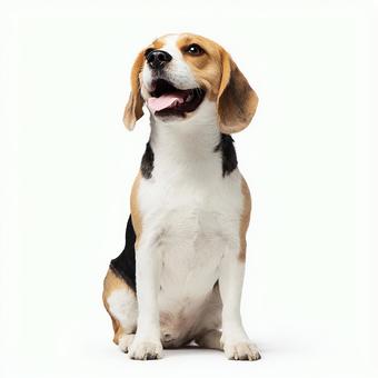 忠実なペット：ビーグルの写真