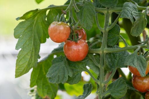 収穫前のミニトマト ミニトマト,トマト,野菜の写真素材