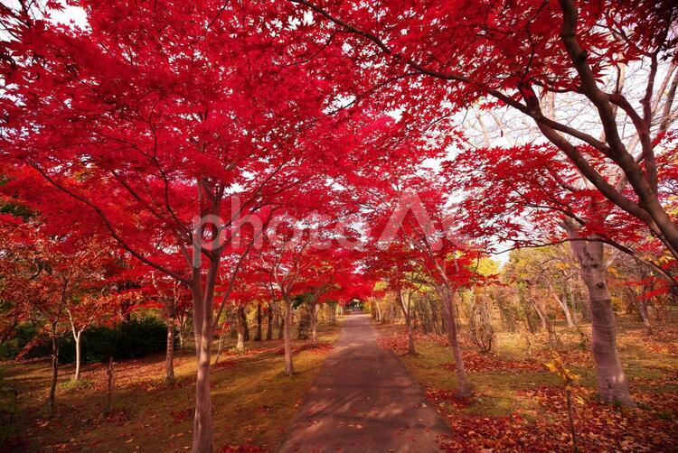 真っ赤に染まった平岡樹芸センター 平岡樹芸,ノムラモミジ,一面の写真素材