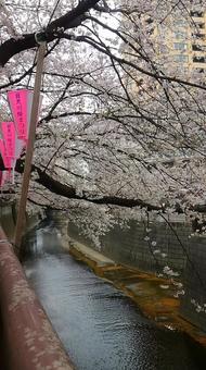 目黒川の桜 桜,さくら,目黒川の写真素材