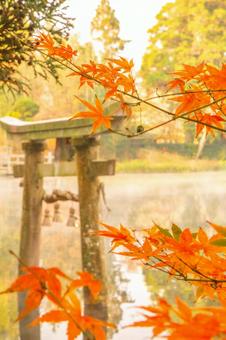湖上の鳥居を彩る幻想的な紅葉 湖上の鳥居を彩る幻想的な紅葉の写真