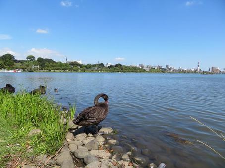 水戸市千波湖のコクチョウ 水戸市千波湖のコクチョウ 黒鳥,千波湖,鳥の写真素材