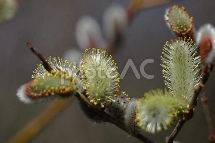 猫の尻尾に似た花 ネコヤナギ,花,ヤナギ科の植物の写真素材