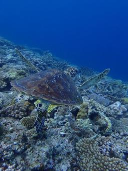 泳ぐアオウミガメ 泳ぐアオウミガメ ウミガメ,動物,海の写真素材