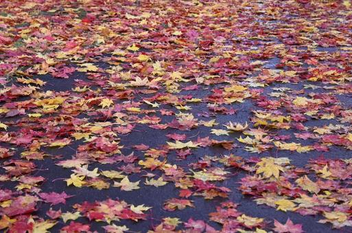 紅葉 もみじ,秋,壁紙の写真素材