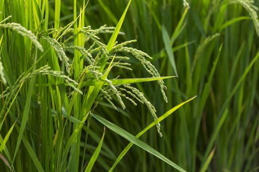 稲穂の写真