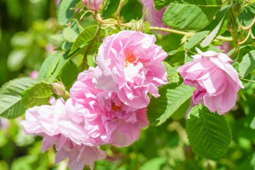 バラ(ブルガリアン・ローズ) バラ(ブルガリアン・ローズ) ピンク,薔薇,ローズの写真素材