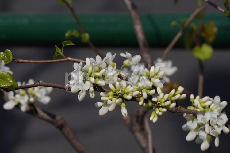 ハナズオウの花と蕾 ハナズオウ,白,花の写真素材