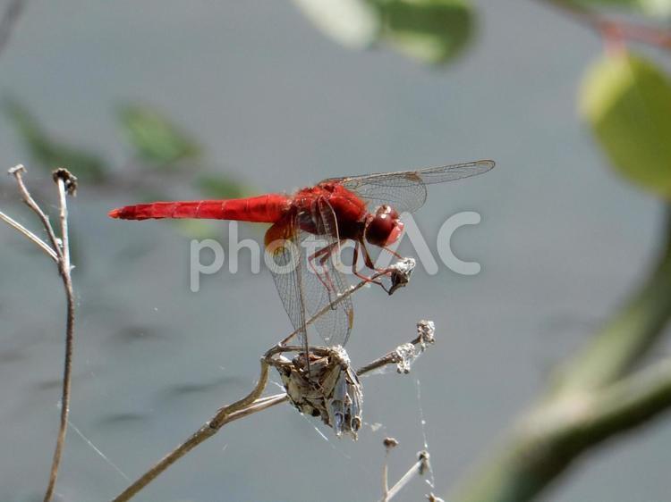 【昆虫写真】ショウジョウトンボ ショウジョウトンボ,猩々蜻蛉,昆虫の写真素材