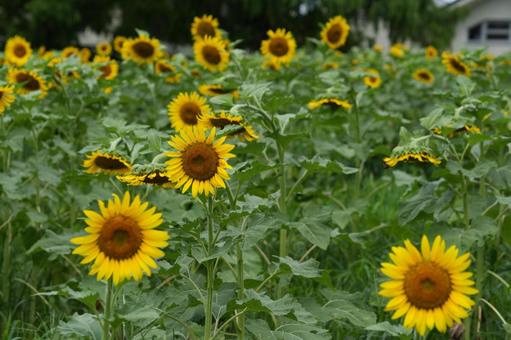 ひまわり(向日葵）の写真