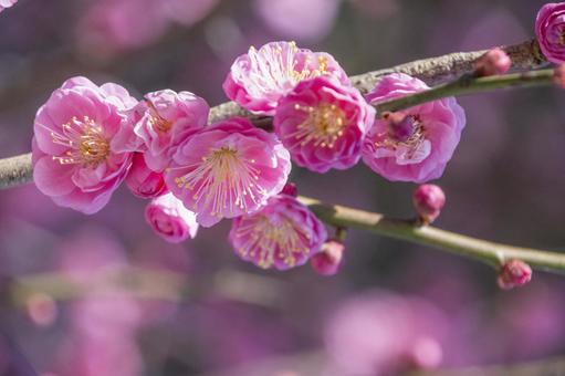 淡いピンクの梅の花 淡いピンクの梅の花の写真