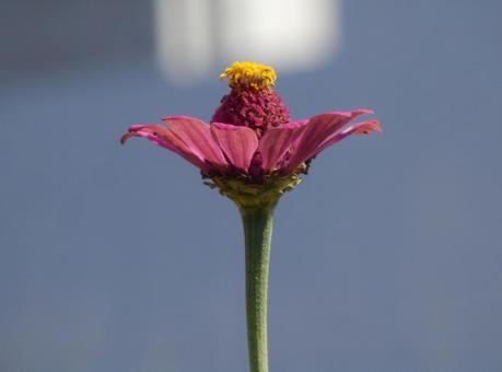 【花の写真】 ヒャクニチソウ（百日草） 百日草,ヒャクニチソウ,植物の写真素材