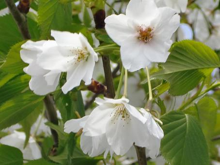 さくらのボケ背景-14の写真