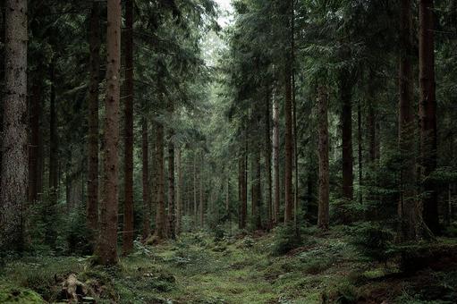 苔生す大地と木々のコントラスト 苔生す大地と木々のコントラストの写真