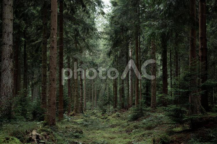 苔生す大地と木々のコントラスト 森,森林,深林の写真素材