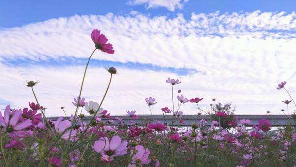 秋の空とコスモス 秋の空とコスモスの写真