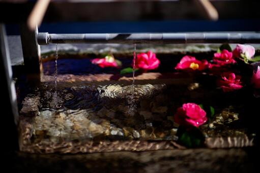 花手水 花手水,赤い花,花の写真素材