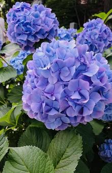 紫陽花 紫陽花の写真