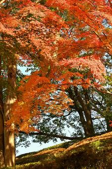 紅葉 紅葉,秋,葉の写真素材