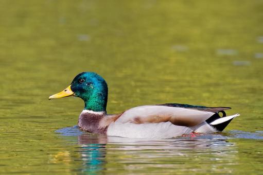 綺麗なマガモ雄 マガモ,真鴨,鴨の写真素材