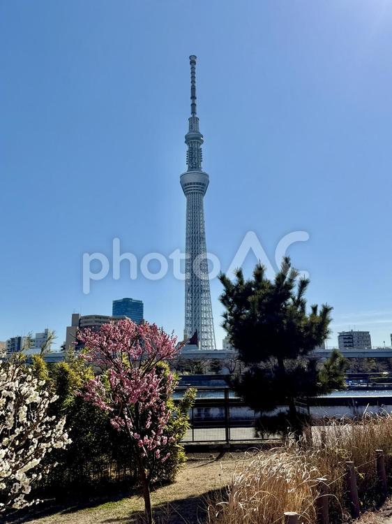 梅の季節の隅田公園 梅,梅花,2月の写真素材