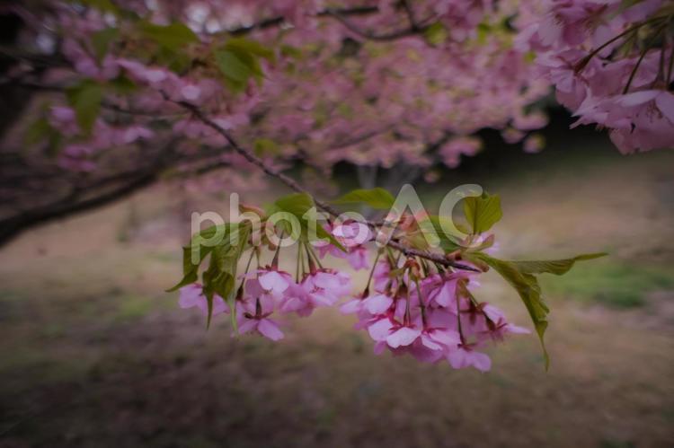 ＜五島の春＞夜明けの鬼岳樹木園の河津桜 河津桜,桜,花の写真素材