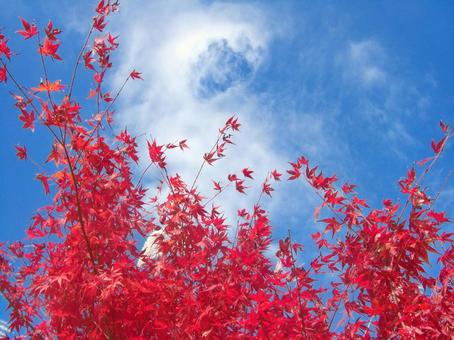 青空と紅葉-6 青空と紅葉-6 青空,雲,紅葉の写真素材