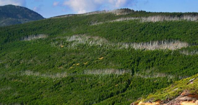 縞枯れ現象(北八ヶ岳縞枯山) 縞枯れ現象,自然現象,縞枯れの写真素材