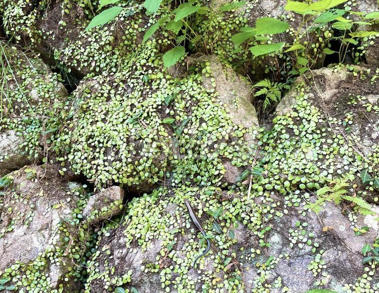 苔の生えた石垣 苔,植物,石垣の写真素材