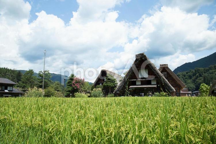 稲穂と古民家 古民家,茅葺き屋根,世界遺産の写真素材