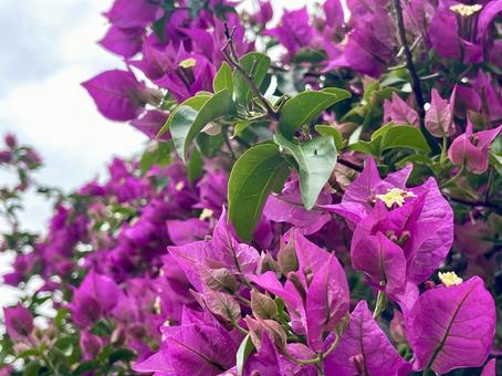 Bougainvillea, JPG Bougainvillea, JPG