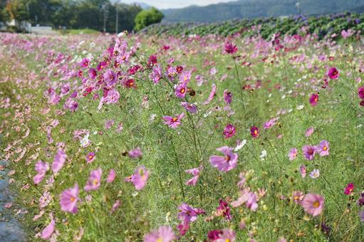 コスモス園 コスモス,秋,風景の写真素材