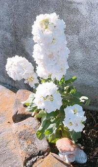 花 花,植物,自然の写真素材