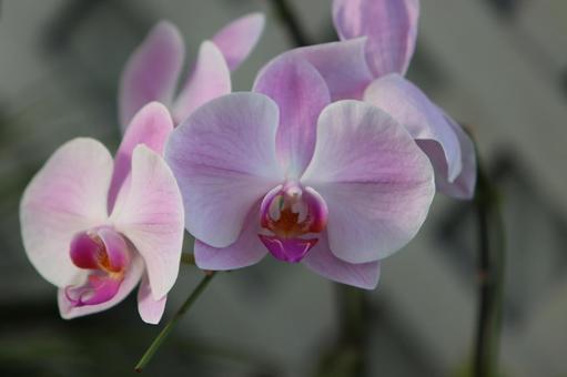 ラン 71 ラン 71 ラン,植物園,あでやかの写真素材