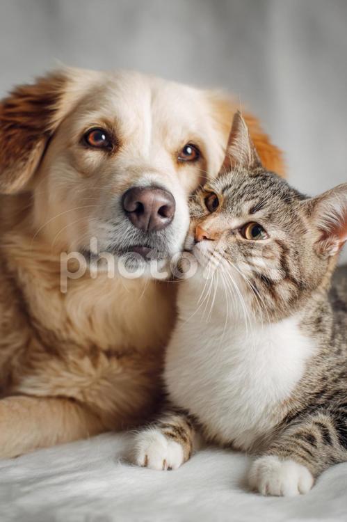 寄り添う犬と猫 猫,動物,動物のポートレートの写真素材