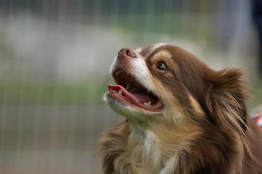チワワのポートレート 犬,チワワ,ちわわの写真素材
