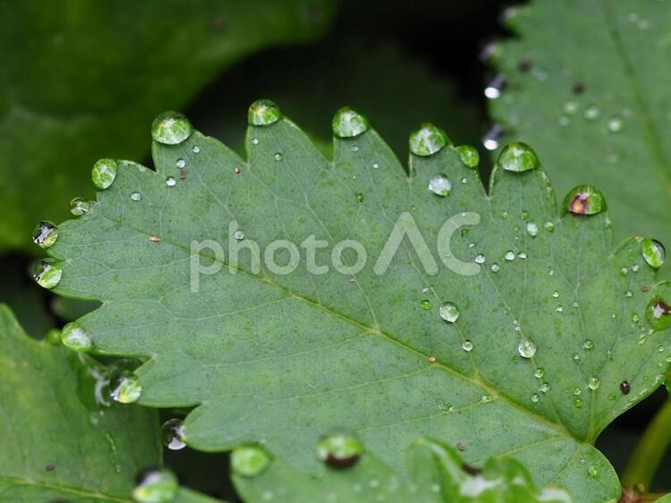 葉の水滴 水滴,雨,葉の写真素材
