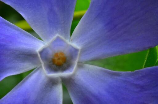 紫色の花の中をクローズアップした写真の写真