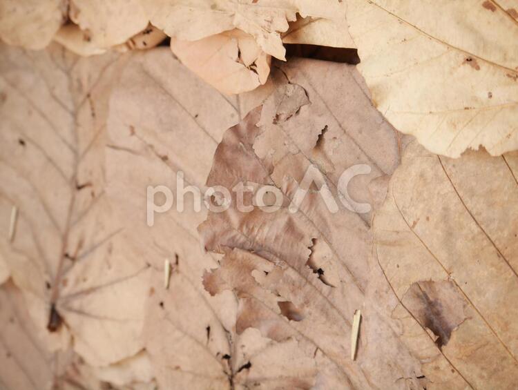 枯れ葉　素材　シンプル 草,自然,シンプルの写真素材