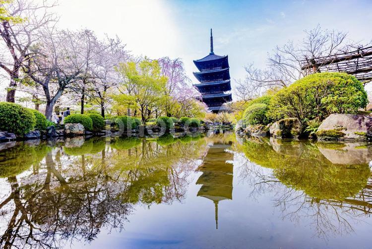 京都府　東寺の五重塔と桜のある風景 東寺,桜,五重塔の写真素材