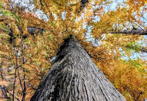 下から見上げたメタセコイア メタセコイア,アケボノスギ,見上げるの写真素材