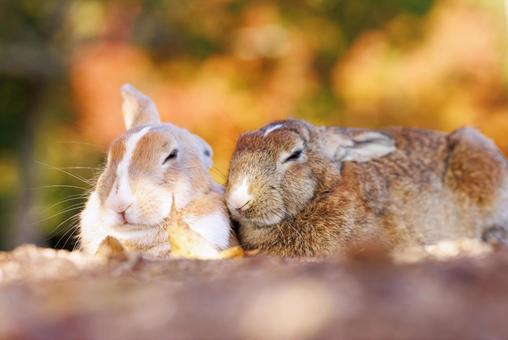 大久野島の兎 うさぎ,大久野島,野生動物の写真素材