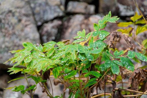 雨上がりの若葉と石垣 若葉,水滴,緑の写真素材