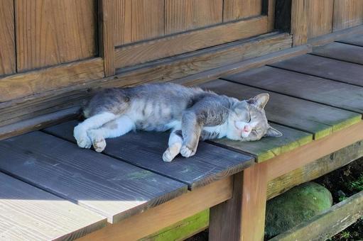 境内で幸せな顔をして寝る猫 境内で幸せな顔をして寝る猫 猫,野良,居眠りの写真素材