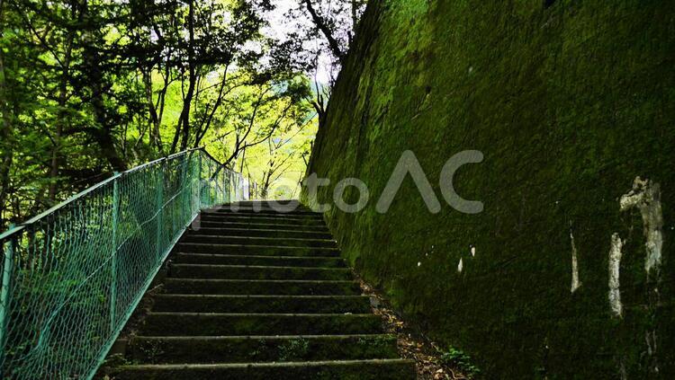 森の階段 階段,森,山の写真素材