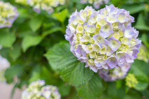 薄紫と黄色のアジサイの花 薄紫と黄色のアジサイの花の写真