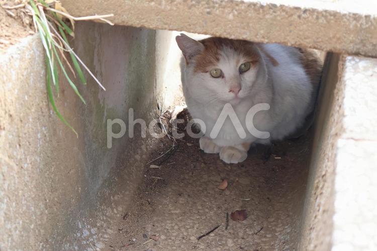 U字溝に隠れて様子を伺う白い野良猫 猫,白い,動物の写真素材