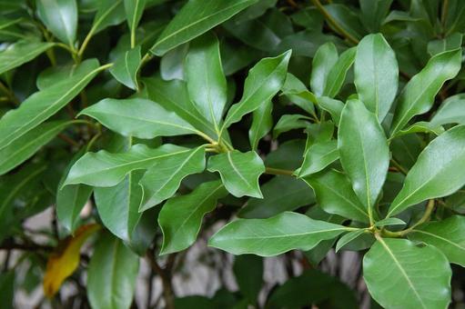 アメリカシャクナゲの写真